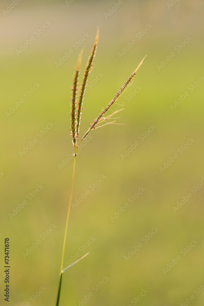 close up grass flower close up grass flower