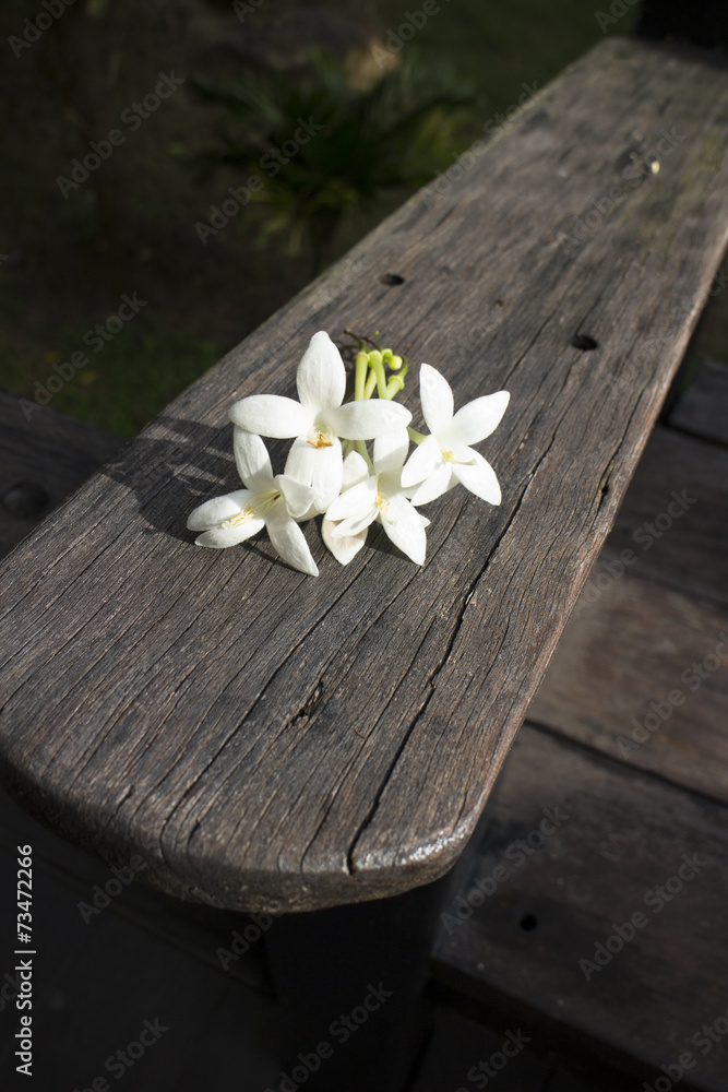 Fototapeta premium White colored Indian cork flower on the bench