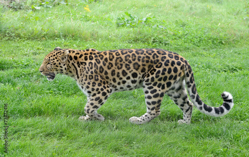 Leopard active