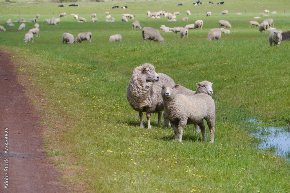 Obraz premium Australian sheep on the fields of South Australia