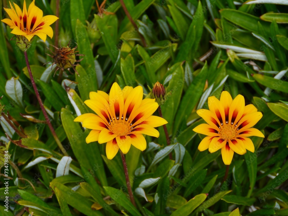 Orange beach daisies or capeweed at the beach of Australia Orange beach daisies or capeweed at the beach of Australia