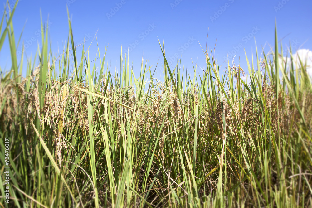 rice fields rice fields