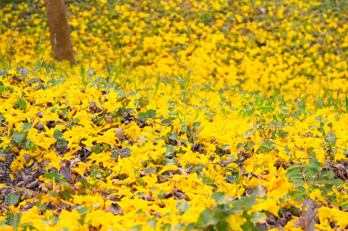 Yellow flower photo