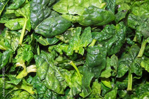 closeup of fresh spinach