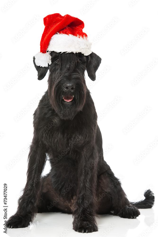 Riesenschnauzer mit Weihnachtsmütze Riesenschnauzer mit Weihnachtsmütze