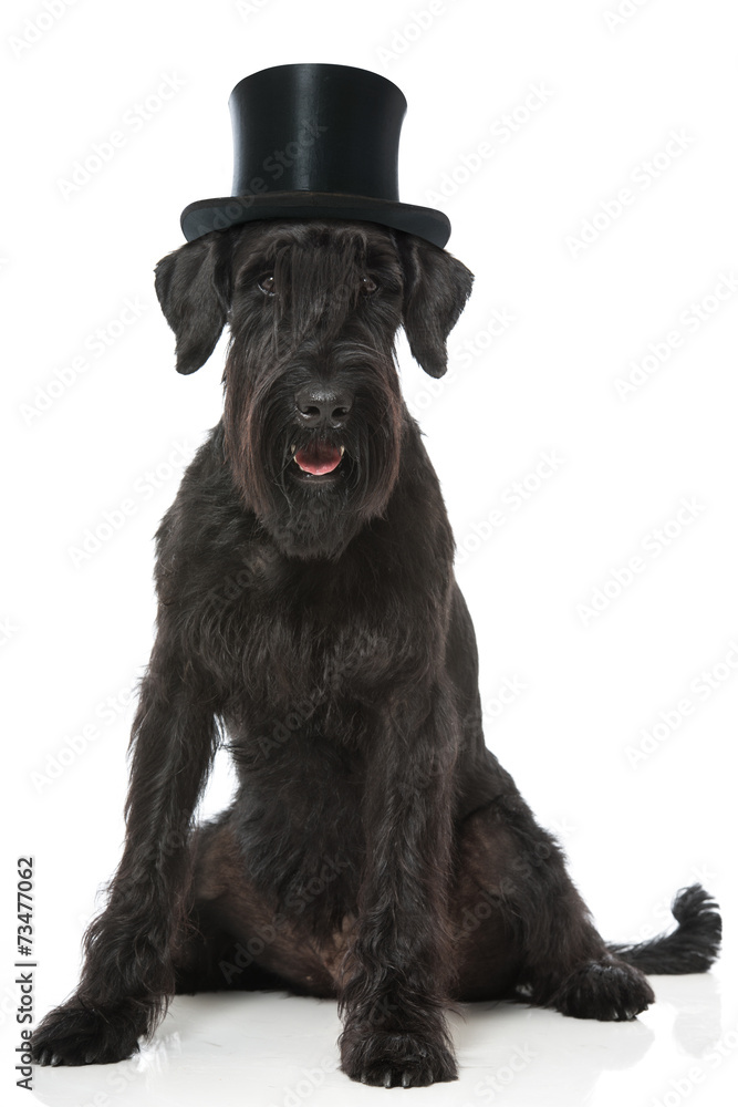 Riesenschnauzer Riesenschnauzer