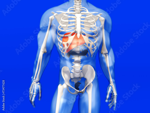 Menschliche Anatomie - Leber