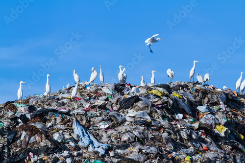 Bird on mountain of garbage photo