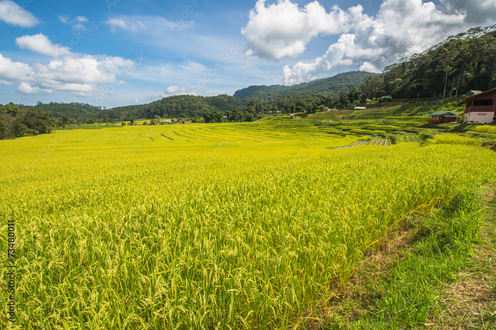 Golden field rice