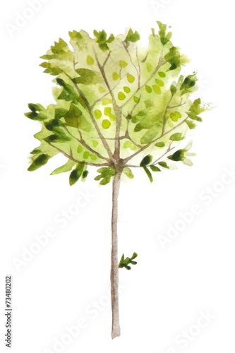 watercolor olive tree