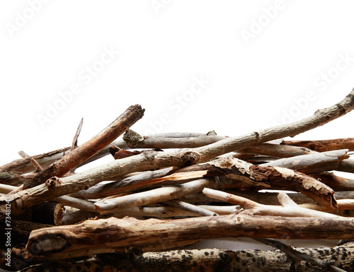 Canvas Print Tree branches