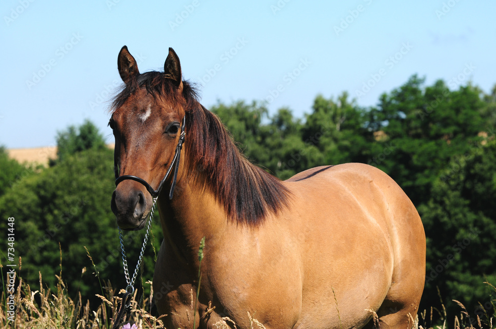 Fototapeta premium Quarter Horse Jährling