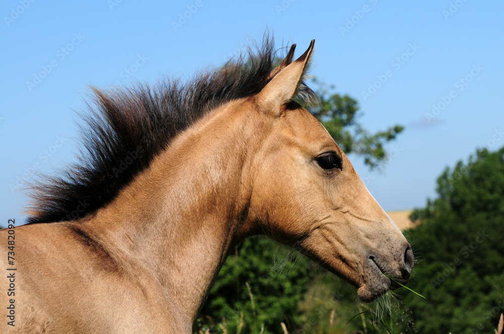 Obraz premium Quarter Pony Fohlen