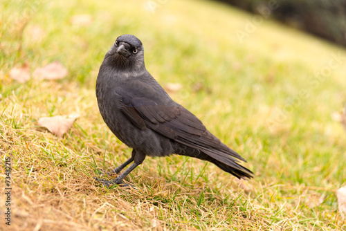 corvus monedula on grass