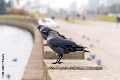 corvus monedula sits on the parapet