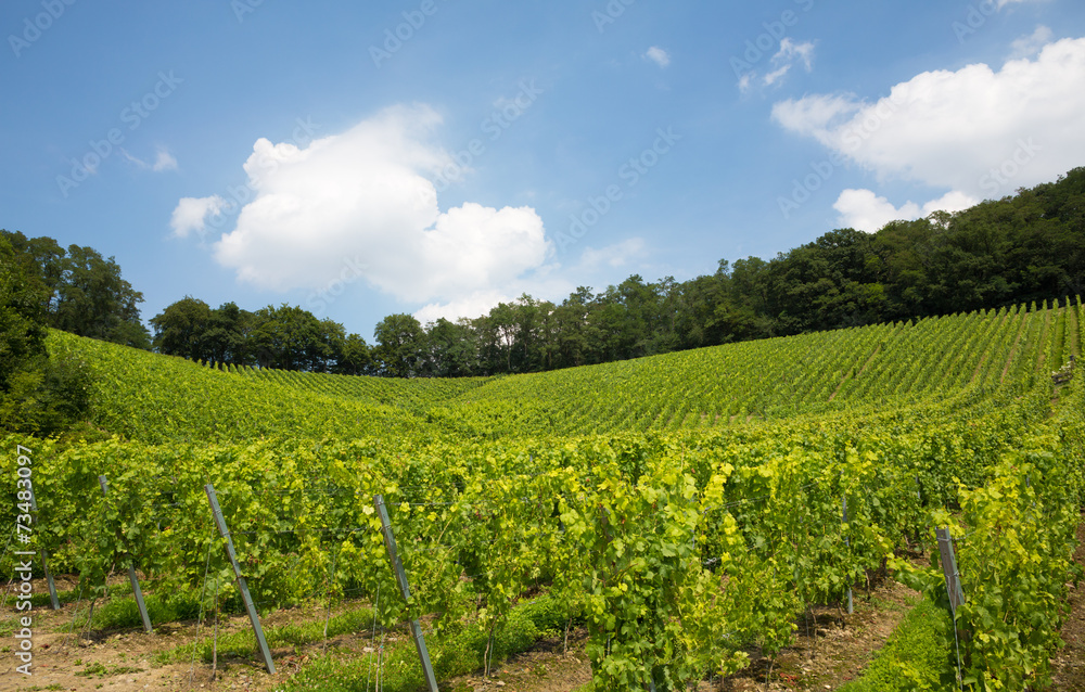 Vineyard in Nordrhein-Westfalen, Germany