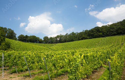Vineyard in Nordrhein-Westfalen, Germany
