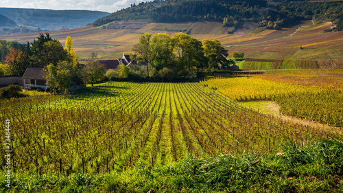 Photos paysage viticole