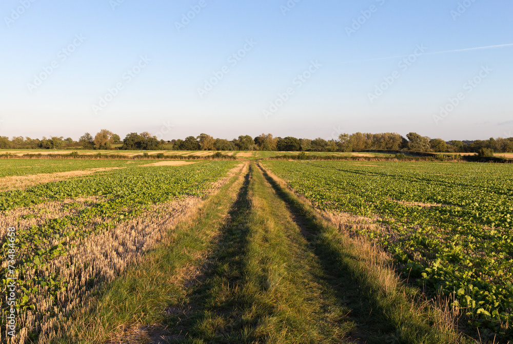 Rural Field in the Countryside