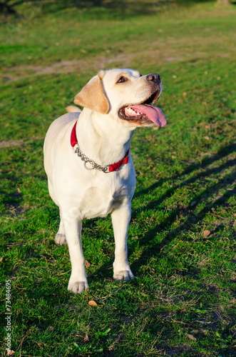 Labrador dog walks in the park