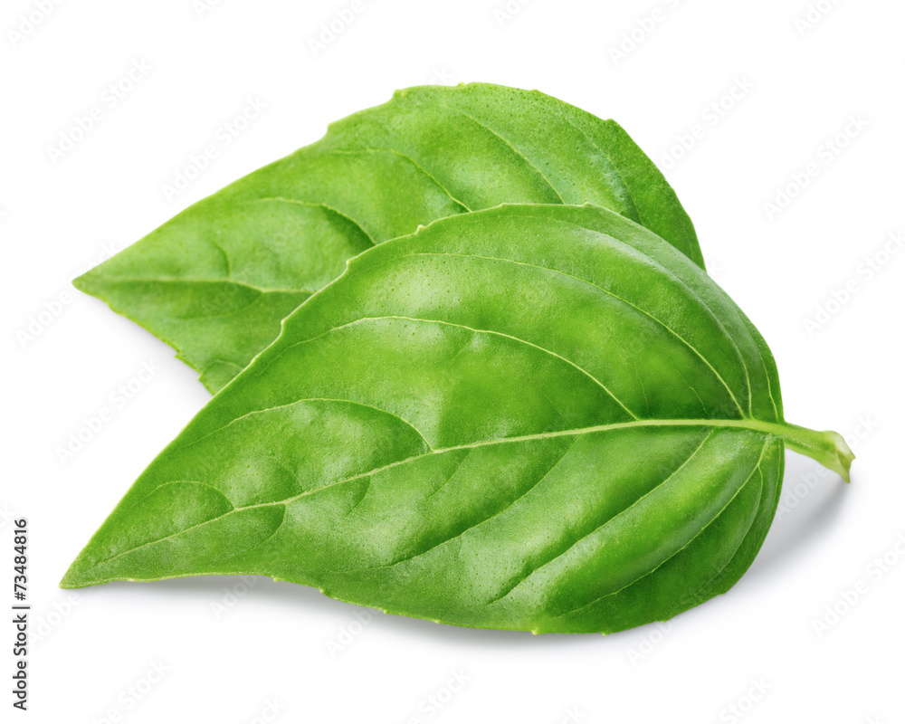 Obraz premium Basil