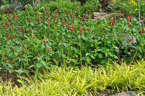 Group of Alpinia purpurata in public garden.