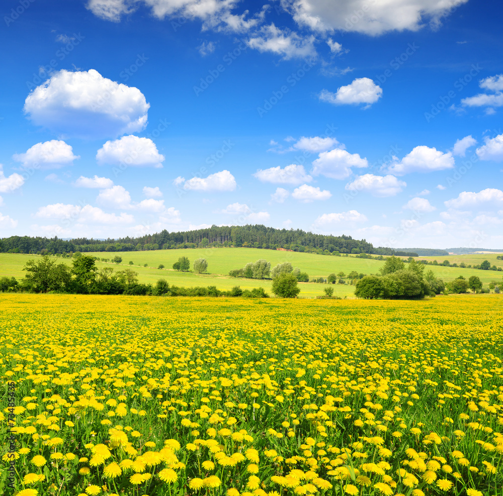 Spring landscape with dandelions on meadow