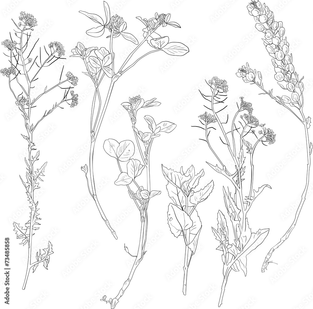 Fototapeta premium Set of line drawing herbs and flowers