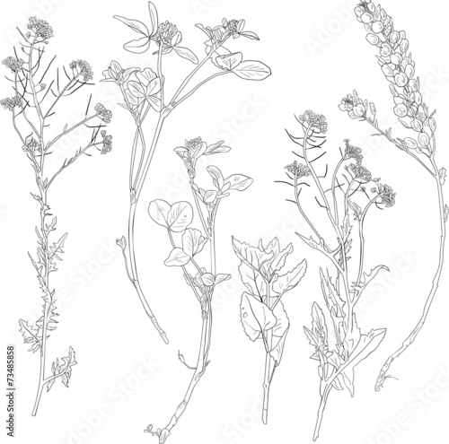 Set of line drawing herbs and flowers