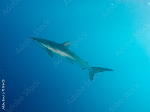 Silky shark (Carcharhinus falciformis) in water photo