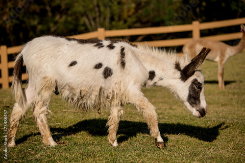 Donkey grazing in a field