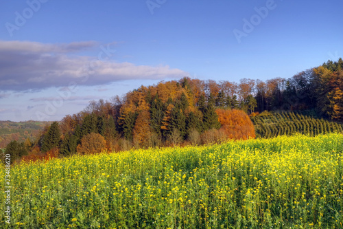 Blühender Senf In Herbstlandschaft