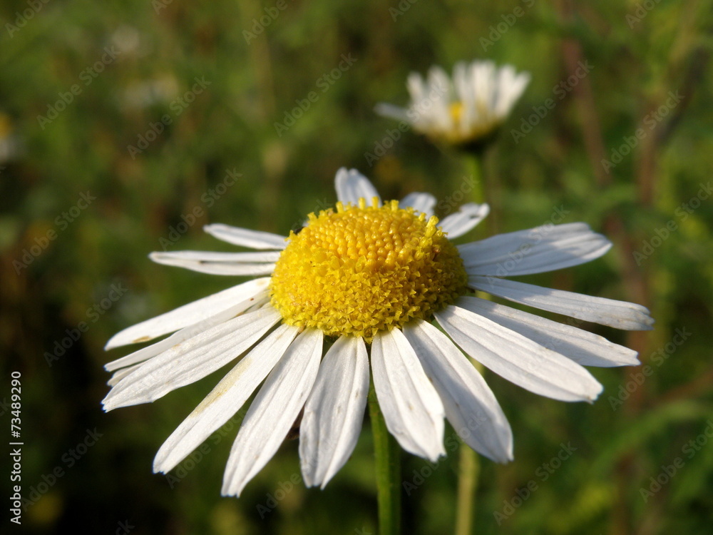 Fototapeta premium Flower