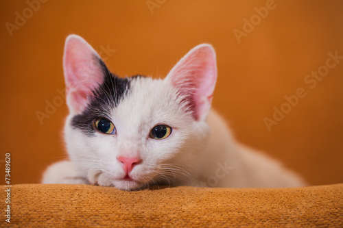 Cat relaxing on sofa
