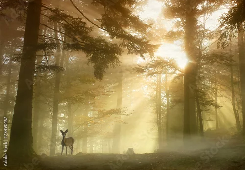 Obraz sarna w rozświetlonym, złocistym lesie
