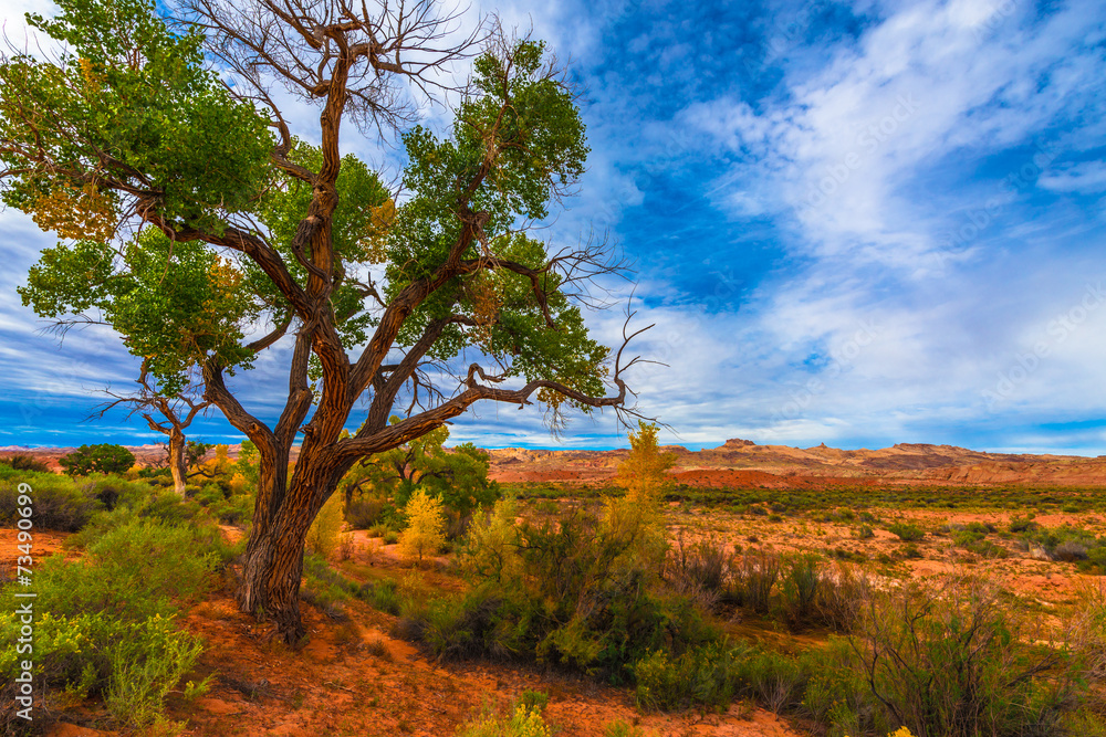 Autumn Tree in the Canyon - Utah Fall Landscape