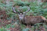 deer - red deer stag wild England- Cervus elaphus background copy space stock, photo, photograph, picture, image