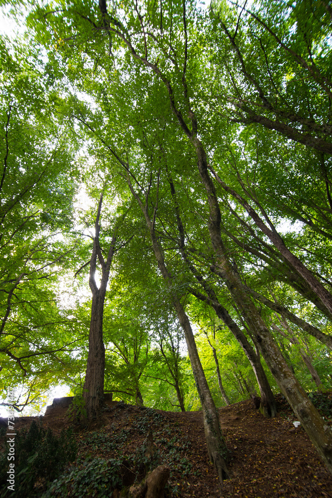 Obraz premium Forest