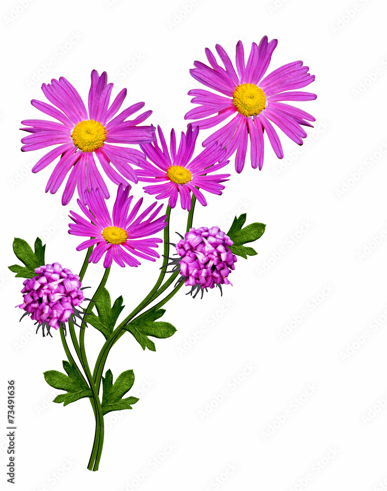 chrysanthemum isolated on white background chrysanthemum isolated on white background