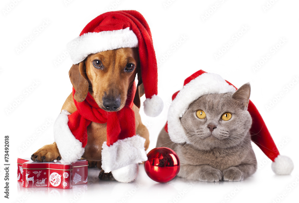 dog and cat wearing a santa hat dog and cat wearing a santa hat