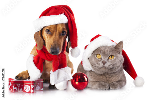 dog and cat wearing a santa hat © liliya kulianionak