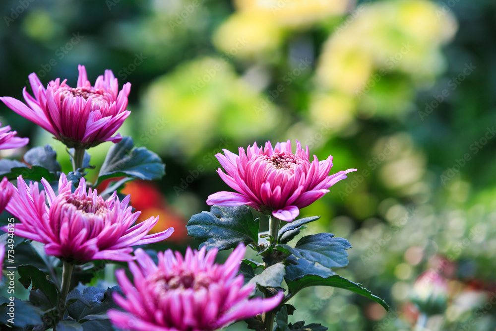 Fototapeta premium Chrysanthemums bloom in the autumn.