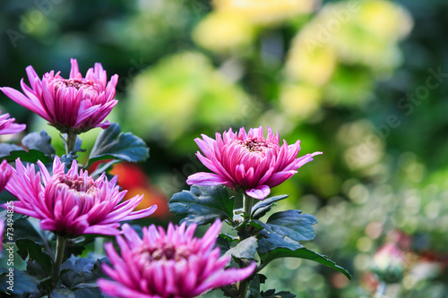 Chrysanthemums bloom in the autumn.