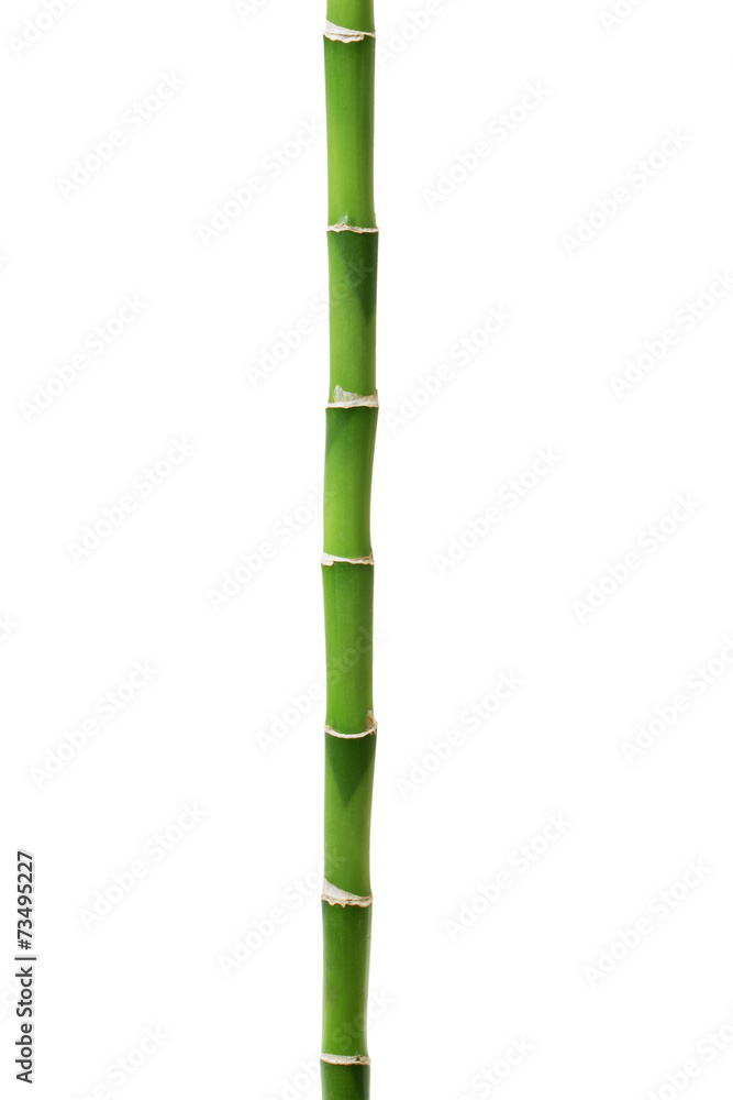 Fototapeta premium Bamboo isolated on white