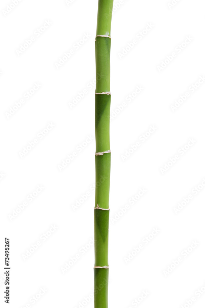 Fototapeta premium Bamboo isolated on white