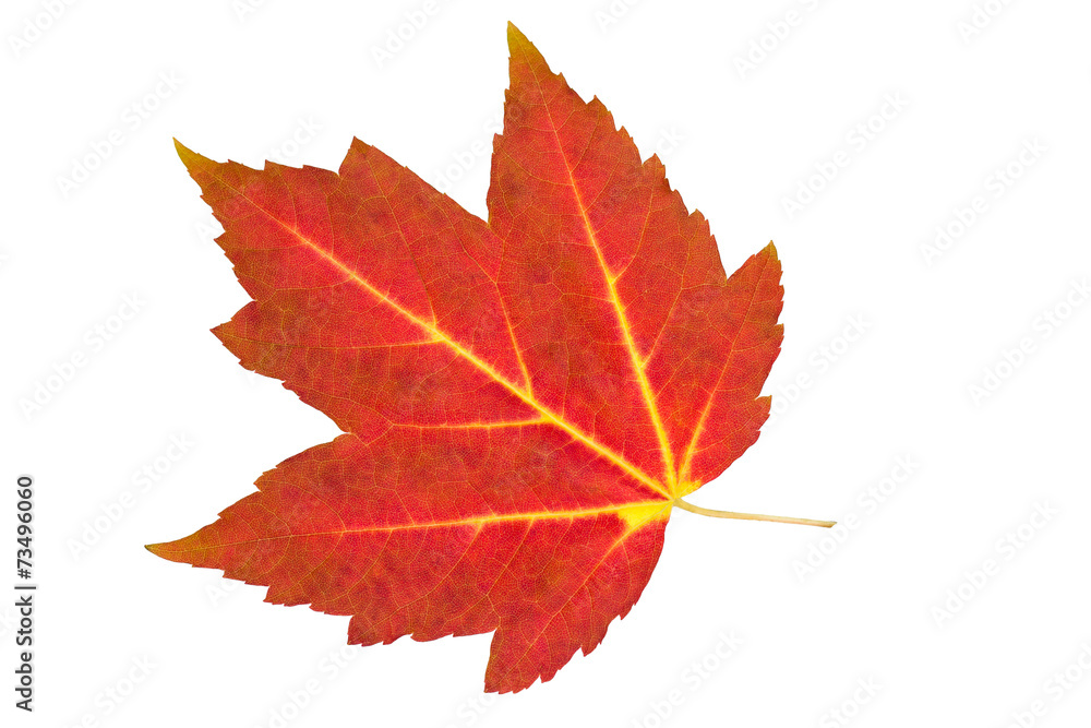 Fall red maple leaf isolated