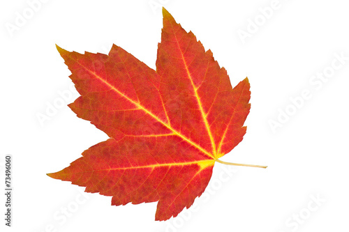 Fotografija Fall red maple leaf isolated