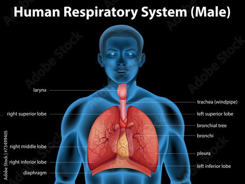 Human respiratory system