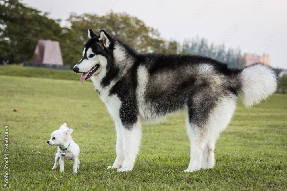 Portrait of a Siberian Husky dog and  chihuahua outdoors