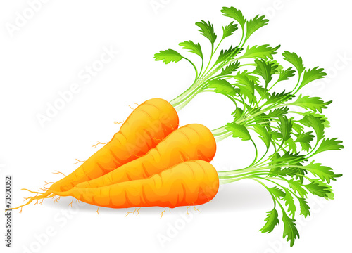 Nutritious carrots photo